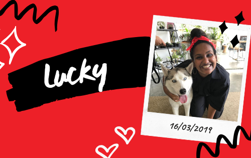 A blog banner image with a photo of 'Lucky'